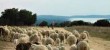 Réseau général des chemins de transhumance